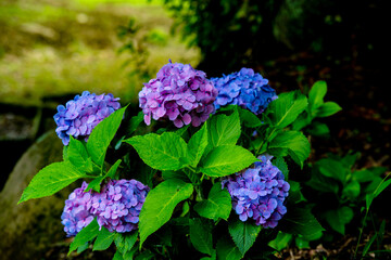 大神の紫陽花