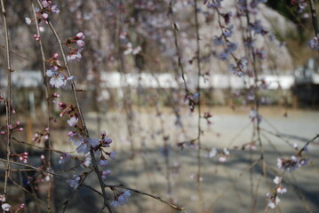 枝垂桜