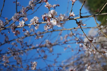 枝垂桜
