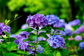 大神の紫陽花