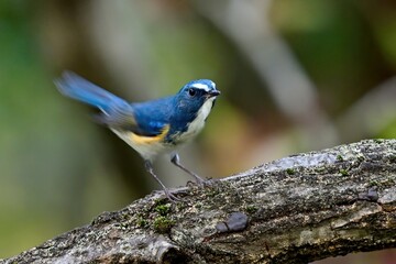 尻尾を振る姿がキュートなルリビタキ オス