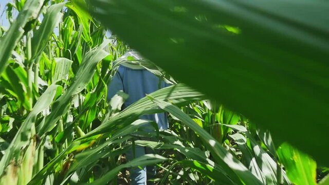 Mexican worker agriculture corn plant walkthrough farmer