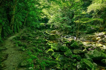 Obraz premium 苔むした赤目四十八滝渓谷の情景＠三重