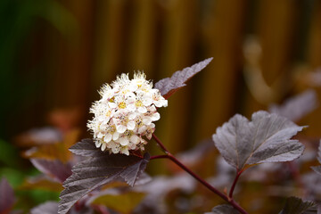 アメリカテマリシモツケのふわふわの花