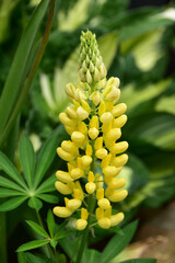 黄色いルピナスの花