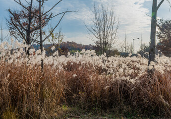 Field of feather grass