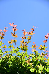 春モミジのグラデーションと青空