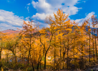 Fototapeta premium Grove of trees in beautiful fall colors