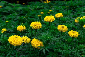 農業公園のマリーゴールド
