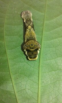 lagartas misteriosas