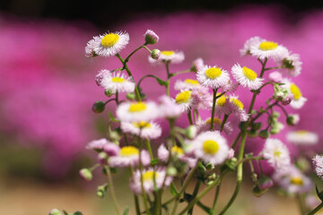 Fototapeta premium wild pink flowers in the field