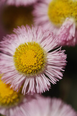 close up of a pink flower