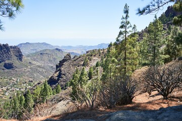 Beautiful trees landscape