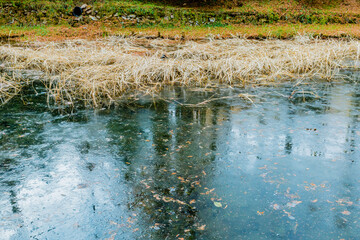 Brown reeds in small pond.