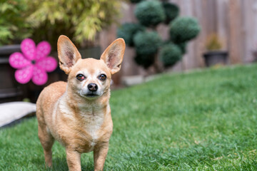 Chiweenie Dog Standing in Yard - female with cherry eye medical condition.