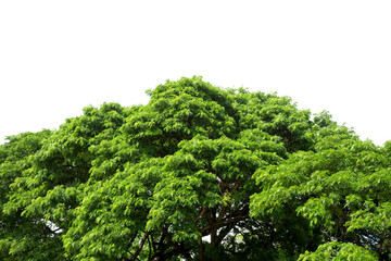 The tops of trees isolated on white background.
