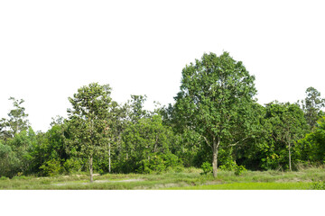 Trees line isolated on a white background Thailand.