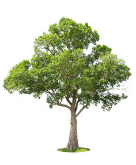 Trees isolated on white background, tropical trees isolated used for design, advertising and architecture.