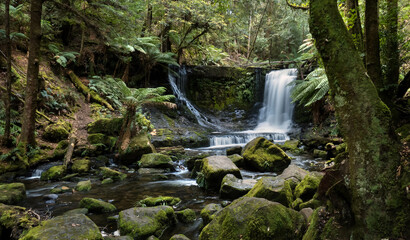 Waterfall with cascading stream in pristine rainforest, Tasmania.