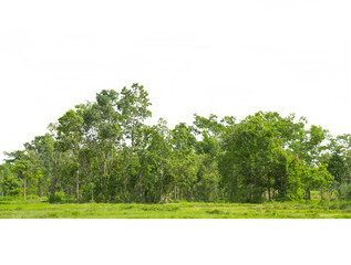Trees line isolated on a white background Thailand.