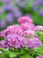 雨上がりのアジサイの花