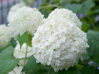 雨上がりのアジサイ