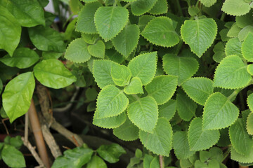 Indian borage in the herb garden. There are other names called Country borage, Oreille, and Oregano.