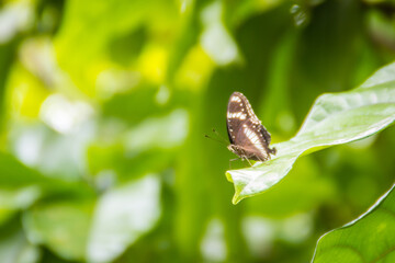 Beautiful black and white wings butterfly on green leaf with natural green unfocused background. Black and white butterfly perched on green leave and yellow background.