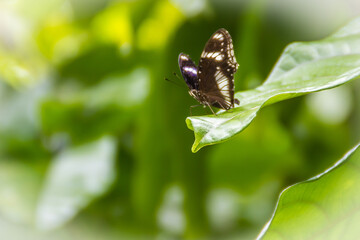 Beautiful black and white wings butterfly on green leaf with natural green unfocused background. Black and white butterfly perched on green leave and yellow background.