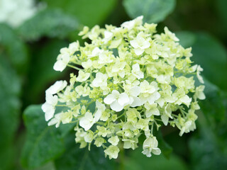 雨上がりのアジサイ