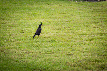 Cute black Javan myna bird is singing on the green grass field. The Javan myna (Acridotheres javanicus), also known as the white-vented myna, is a species of myna member of the starling family.