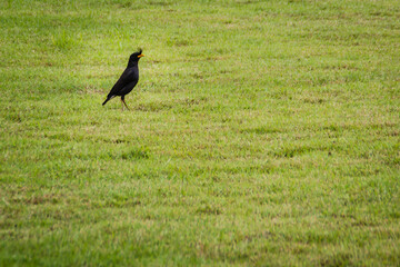 Cute black Javan myna bird is singing on the green grass field. The Javan myna (Acridotheres javanicus), also known as the white-vented myna, is a species of myna member of the starling family.