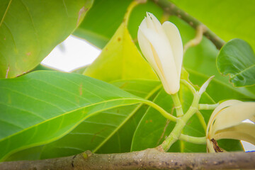 Beautiful white Magnolia alba flower on tree, also known as the white champaca, white sandalwood, or white jade orchid tree.