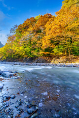 【東京都 奥多摩】駅近の渓谷から見える紅葉
