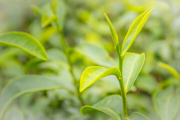 Young shoots of green tea leaves in the morning before harvesting. The green tea harvested in taste and value from the young shoots leaves is known to produce the highest quality green tea leaves.