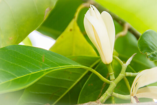 Beautiful white Magnolia alba flower on tree, also known as the white champaca, white sandalwood, or white jade orchid tree.