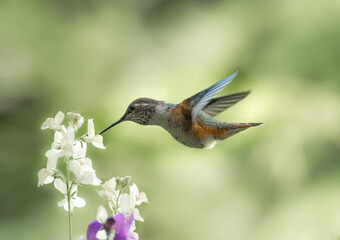 Rufous Hummingbird 3179 - 364383208
