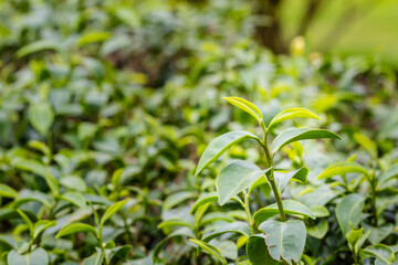 Young shoots of green tea leaves in the morning before harvesting. The green tea harvested in taste and value from the young shoots leaves is known to produce the highest quality green tea leaves.