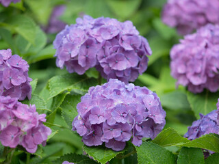 雨上がりのアジサイ
