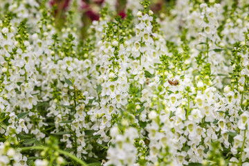 White flowers with honey bee of snapdragon (Antirrhinum majus) on the flowerbed. Antirrhinum majus, also called snapdragon, is an old garden favorites that, in optimum cool summer growing conditions.