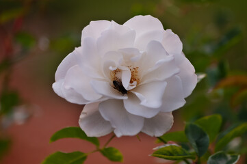 White rose with insect in the foreground