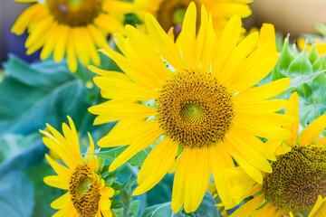 Beautiful yellow sunflower in the garden. Sunflowers (Helianthus annuus) is an annual plant with a large daisy-like flower face, usually tall annual can grow to a height of 300 cm or more.