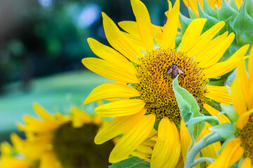 Beautiful yellow sunflower with bumble bee. Sunflowers (Helianthus annuus) is an annual plant with a large daisy-like flower face, usually tall annual can grow to a height of 300 cm or more.
