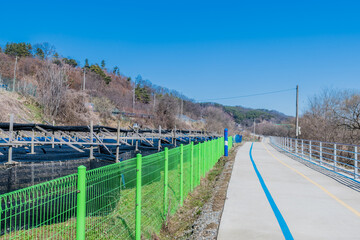Fototapeta premium Crop of ginseng behind green fence