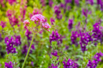 Beautiful purple Purpletop vervain (Verbena bonariensis) flowers in garden. Verbena bonariensis has tall, narrow, sparsely-leafed stems on top of bright lavender-purple flowers appear in late-summer.
