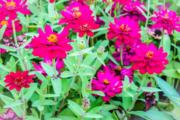 Beautiful pink Zinnia flowers in summer garden on sunny day. Zinnias are popular garden flowers, they come in a wide range of flower colors and shapes, and they can withstand hot summer temperatures.