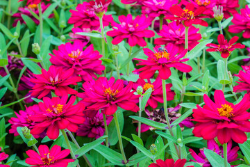 Beautiful pink Zinnia flowers in summer garden on sunny day. Zinnias are popular garden flowers, they come in a wide range of flower colors and shapes, and they can withstand hot summer temperatures.