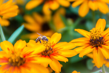 Closeup Beautiful yellow Zinnia flower (Zinnia violacea Cav.) with bee in summer garden on sunny day. Zinnia is a genus of plants of the sunflower tribe within the daisy family.