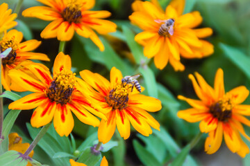 Closeup Beautiful yellow Zinnia flower (Zinnia violacea Cav.) with bee in summer garden on sunny day. Zinnia is a genus of plants of the sunflower tribe within the daisy family.