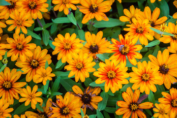 Closeup Beautiful yellow Zinnia flower (Zinnia violacea Cav.) with bee in summer garden on sunny day. Zinnia is a genus of plants of the sunflower tribe within the daisy family.